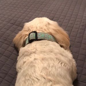 Meet your Posher, Chase